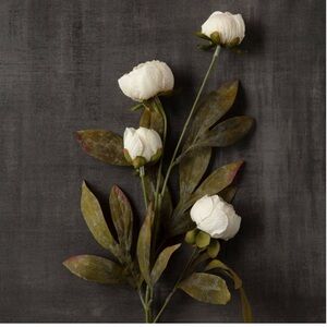 Viral Ashland Cream Peony Stems Bundle of 5.